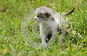 1 baby cat kitty in green grass