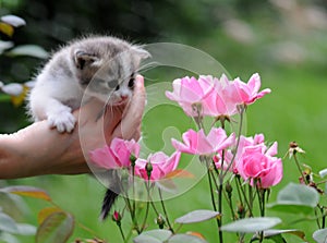 1 baby cat kitty in hand