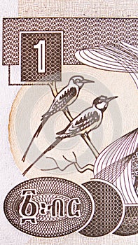 1 Birr banknote. Bank of Ethiopia. National currency. Fragment: White-throated bee-eaters