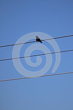 1 black bird perched on a background wire, selectable focus sky.