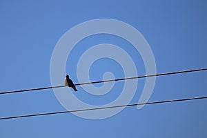 1 black bird perched on a background wire, selectable focus sky.