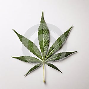 1 cannabis leaf on a white background