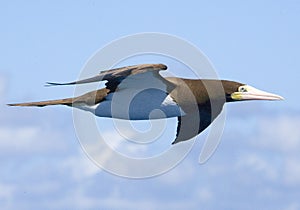 1 Caribbean Booby gull flying high