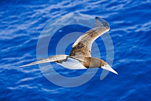 1 Caribbean Booby gull flying past