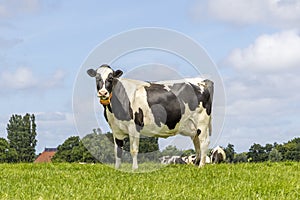 1 Cow standing full length in side view, Holstein milk cattle black and white, a blue sky