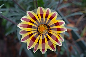 1 flower of Gazania rigens Big Kiss Yellow Flame in October