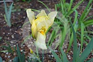 1 light yellow flower and bud of Iris germanica