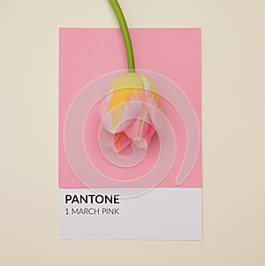 1 March Pantone Pink Cardboard With Tulip