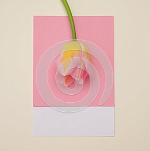 1 March Pantone Pink Cardboard With Tulip