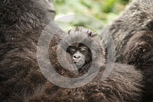 1 Month old Mountain Gorilla