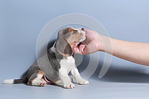 1 month pure breed beagle Puppy