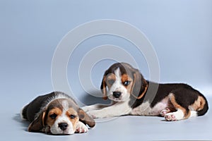 1 month pure breed beagle Puppy