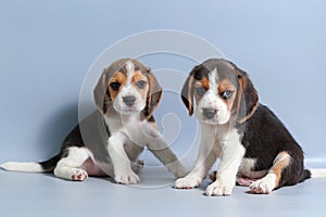 1 month pure breed beagle Puppy