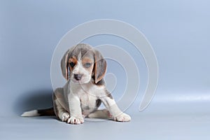 1 month pure breed beagle Puppy