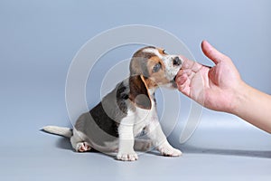 1 month pure breed beagle Puppy