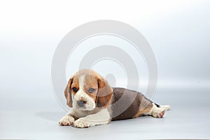 1 month pure breed beagle Puppy