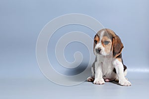 1 month pure breed beagle Puppy