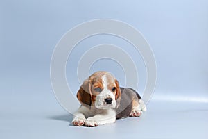 1 month pure breed beagle Puppy