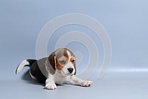 1 month pure breed beagle Puppy