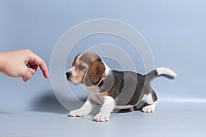 1 month pure breed beagle Puppy