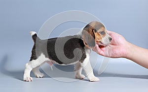 1 month pure breed beagle Puppy