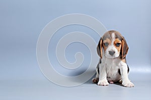 1 month pure breed beagle Puppy