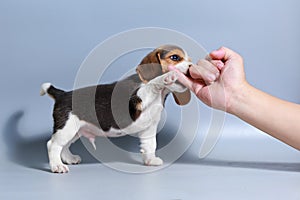 1 month pure breed beagle Puppy