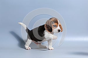 1 month pure breed beagle Puppy