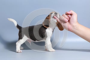 1 month pure breed beagle Puppy