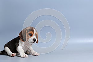 1 month pure breed beagle Puppy