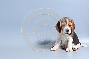 1 month pure breed beagle Puppy