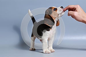 1 month pure breed beagle Puppy