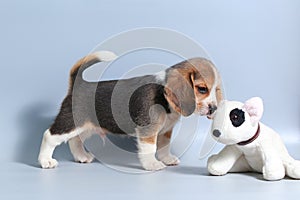 1 month pure breed beagle Puppy