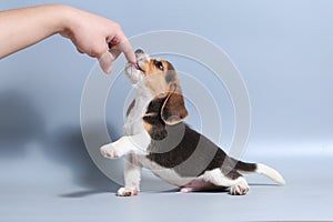 1 month pure breed beagle Puppy