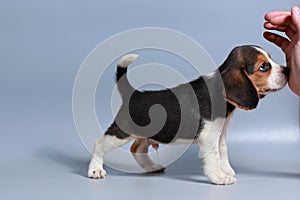 1 month pure breed beagle Puppy