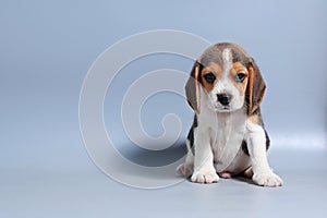 1 month pure breed beagle Puppy