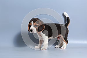 1 month pure breed beagle Puppy