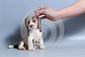 1 month pure breed beagle Puppy