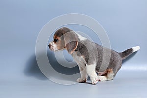 1 month pure breed beagle Puppy