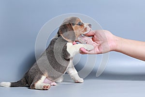 1 month pure breed beagle Puppy