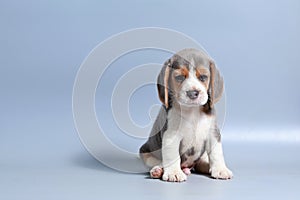 1 month pure breed beagle Puppy