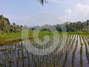 1 month ricefield