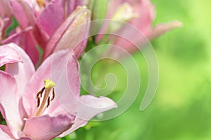 1. Natural background with lily flowers and copy space for text