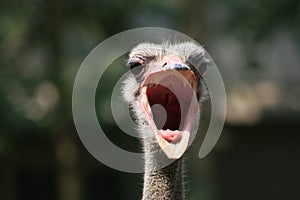 #1.Ostrich portrait.