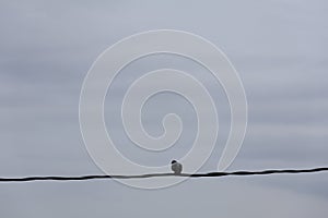 1 pigeon perched on a power line, outdoor nature sky background