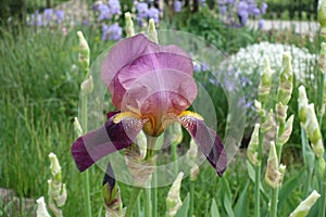 1 pink and purple flower of bearded iris in May