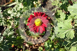 1 red and yellow flower of Chrysanthemum in November