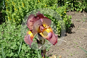 1 red and yellow flower of Iris germanica