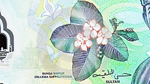 1 Ringgit/Dollar polymer banknote, Bank of Brunei Darussalam, closeup bill fragment shows Simpor Bini (Dillenia suffruticosa