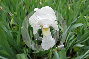 1 white flower of Iris germanica